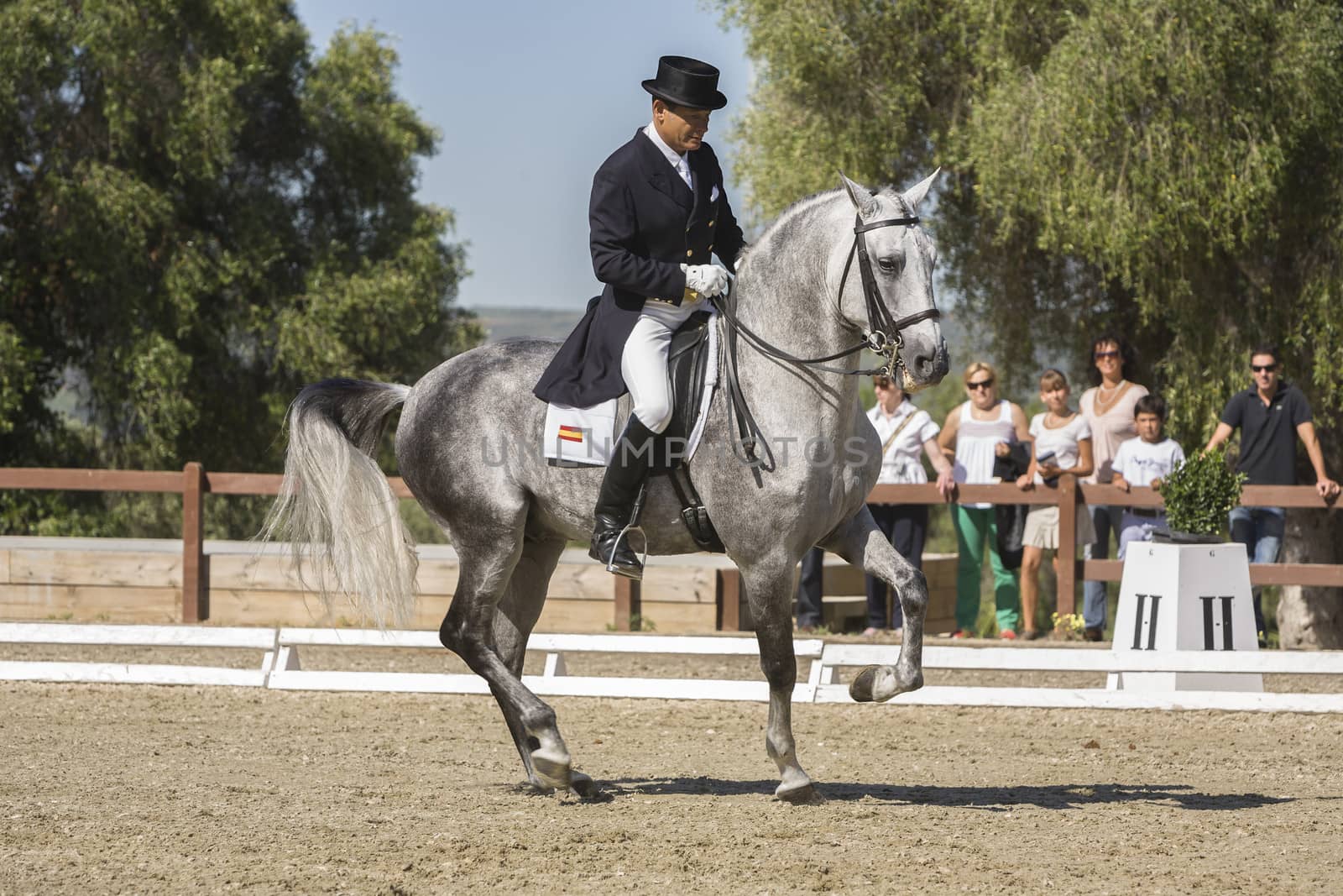 Montenmedio, Cadiz province, SPAIN - 12 july 2009: Spanish purebred horse competing in dressage competition classic, Montenmedio, Cadiz province, Andalusia, Spain