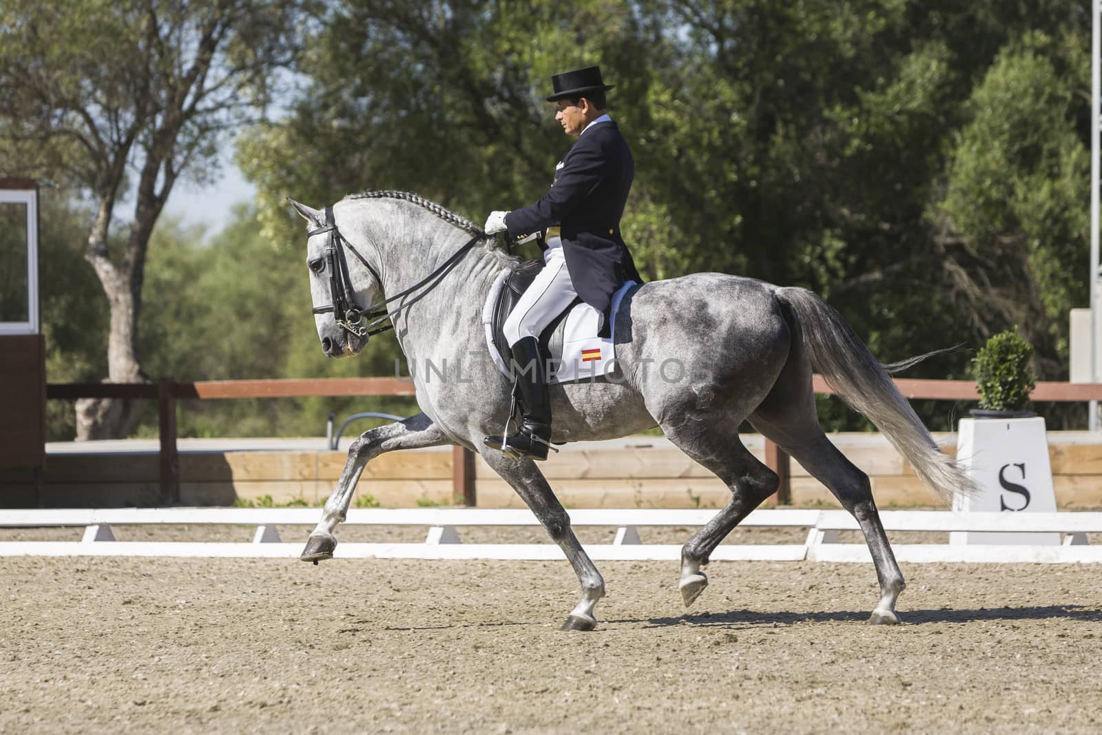 Montenmedio, Cadiz province, SPAIN - 12 july 2009: Spanish purebred horse competing in dressage competition classic, Montenmedio, Cadiz province, Andalusia, Spain