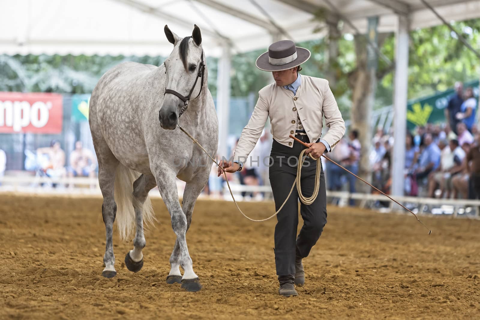 Spanish horse of pure race taking part during an exercise of equ by digicomphoto