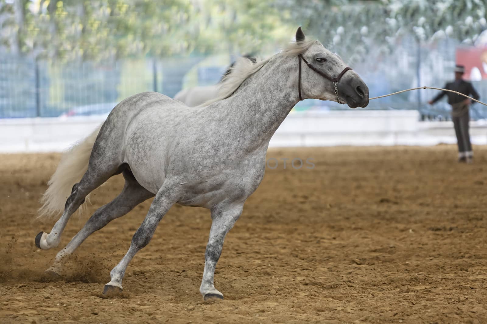 Spanish horse of pure race taking part during an exercise of equ by digicomphoto