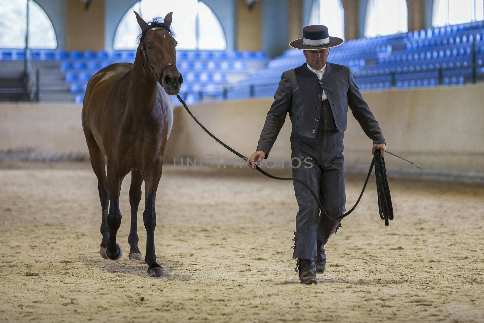 Spanish horse of pure race taking part during an exercise of equ by digicomphoto