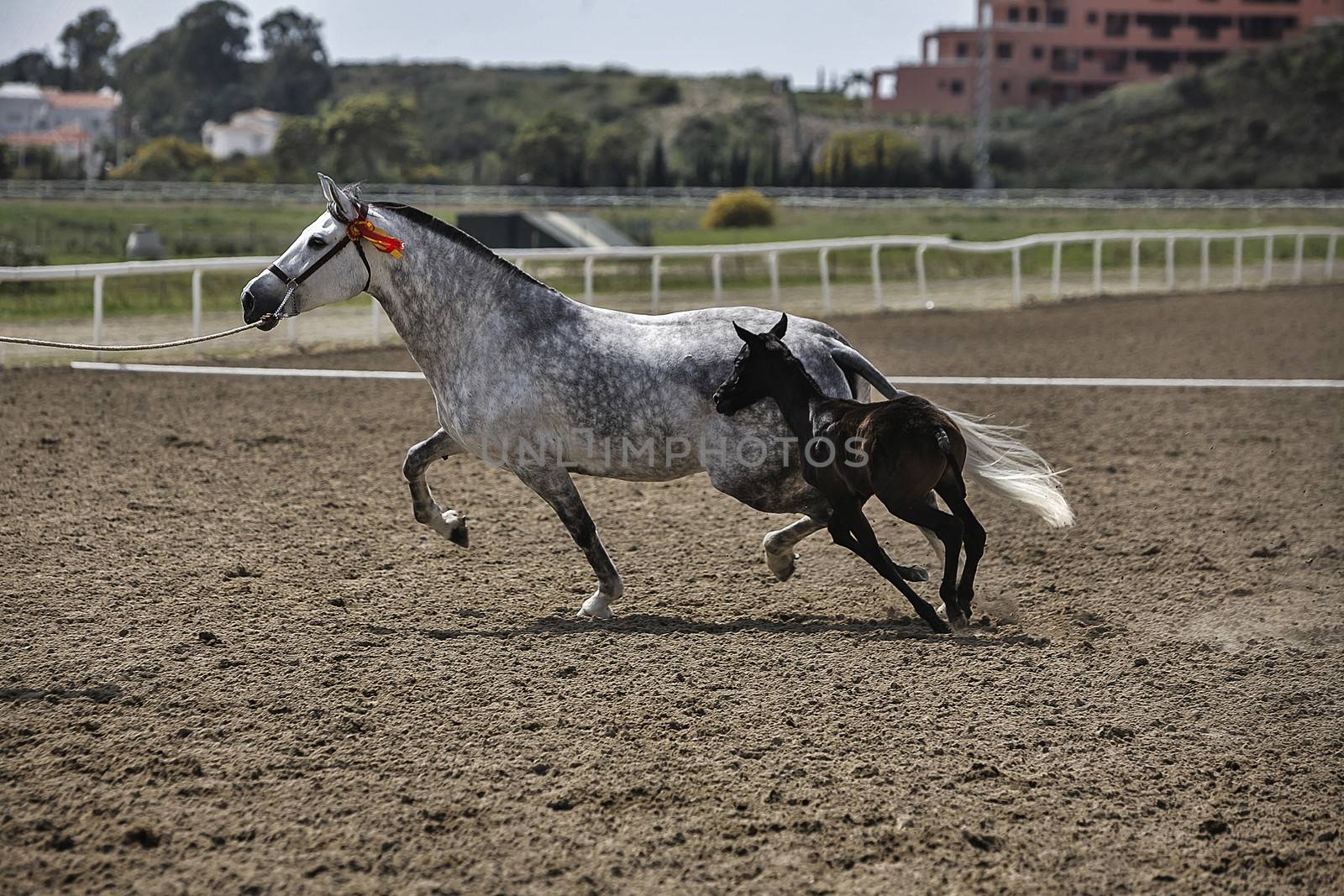 Malaga, SPAIN - 28 march 2010: Mare and her foal in meadow competing in an exercise of equestrian morphology of horses of pure Spanish race, Malaga, Andalusia, Spain
