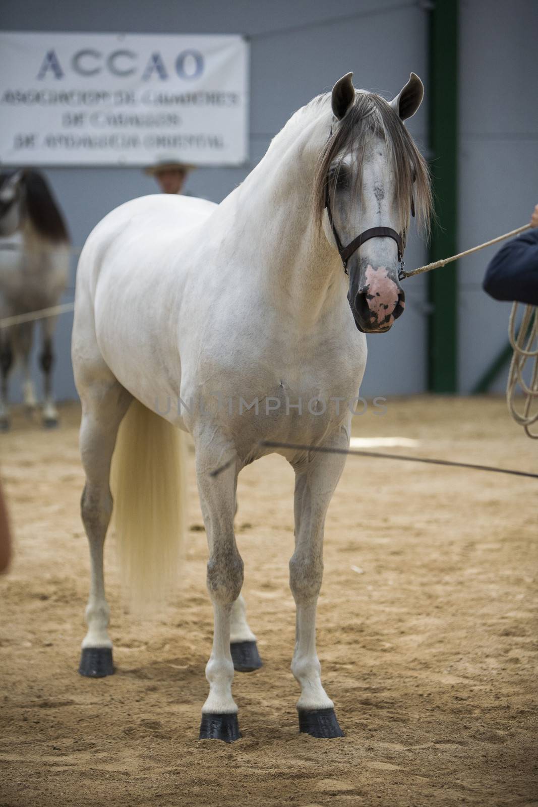 Estepona, Malaga province, SPAIN - 30 august 2009: Spanish horse of pure race taking part during an exercise of equestrian morphology in Baza, Granada province, Andalusia, Spain