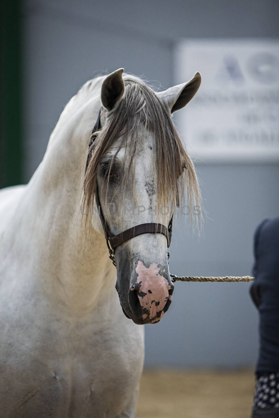 Estepona, Malaga province, SPAIN - 30 august 2009: Spanish horse of pure race taking part during an exercise of equestrian morphology in Baza, Granada province, Andalusia, Spain