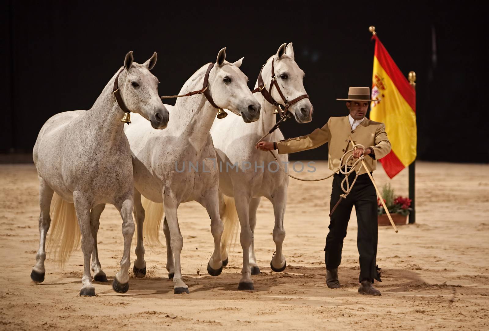 Coin, Malaga province, SPAIN - 11 march 2010: Three Spanish mares of pure race called also cobra of three mares taking part during an exercise of equestrian morphology in Coin, Malaga province, Andalusia, Spain