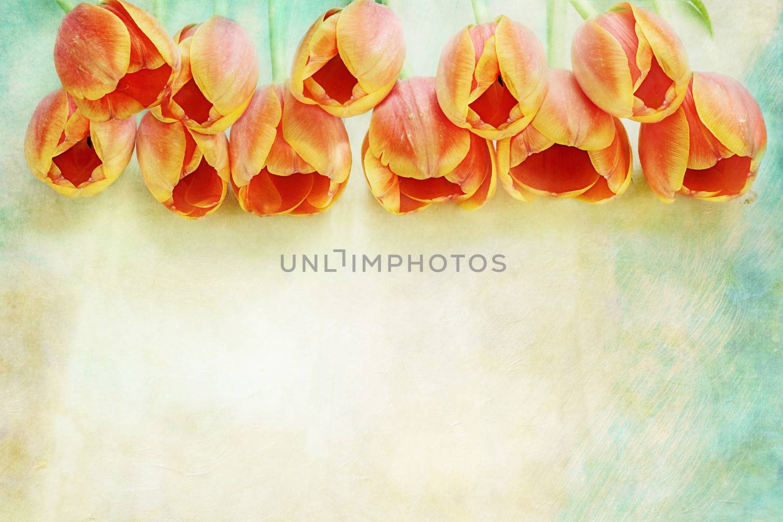 Row of beautiful orange tulips over a textured background with copy space. 