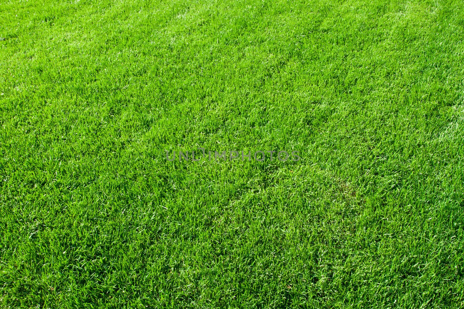 Green lush grass background under bright sunlight