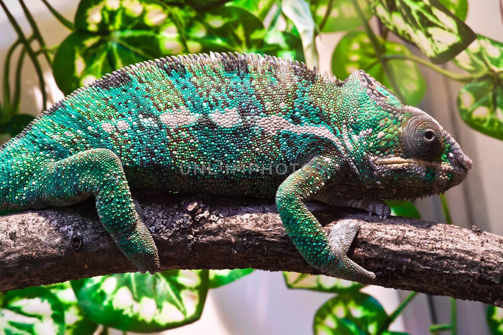 Beautiful close up photo of lizard Panther chameleon