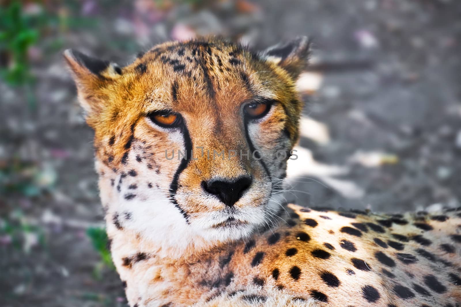 Beautiful close-up portrait of young graceful Cheetah