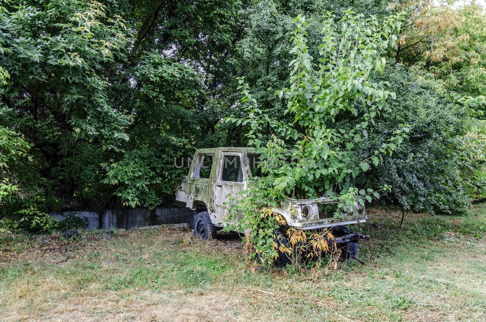 Old russian car with tree grown in it.