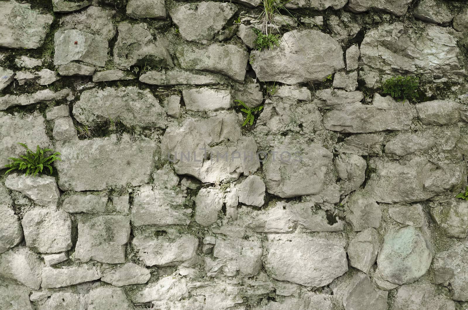 stone wall with green plants growing out of it texture background