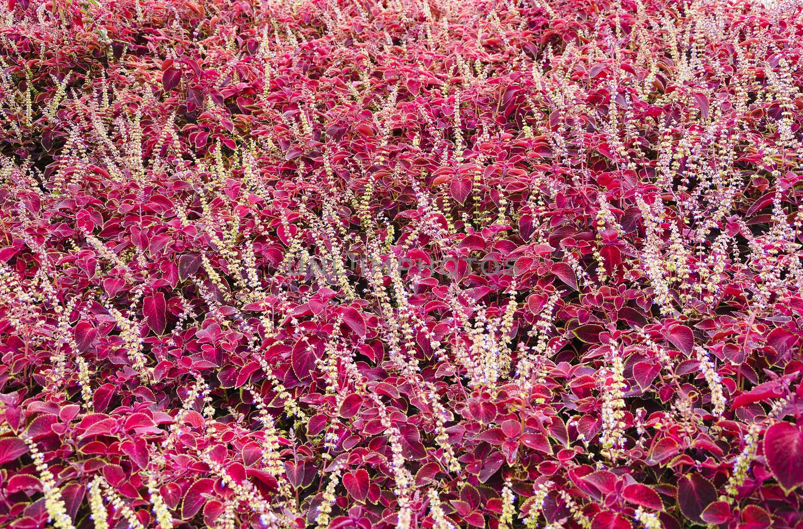field of purple leaved flowers by Grufnar