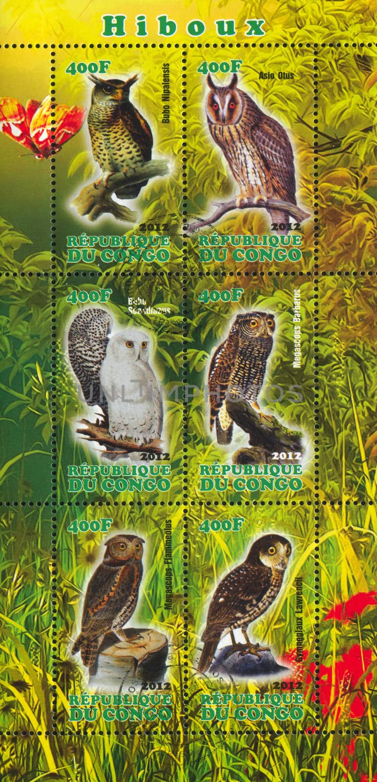CONGO - CIRCA 2012: stamp printed by Congo, shows owl, circa 2012