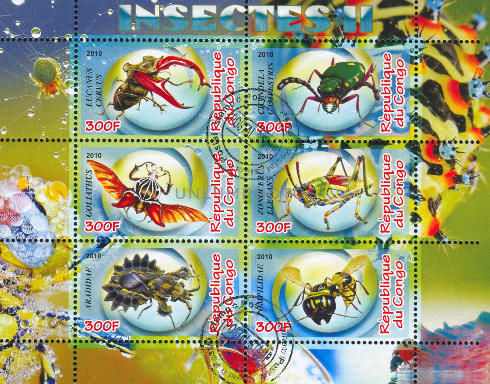 CONGO - CIRCA 2010: stamp printed by Congo, shows insects, circa 2010