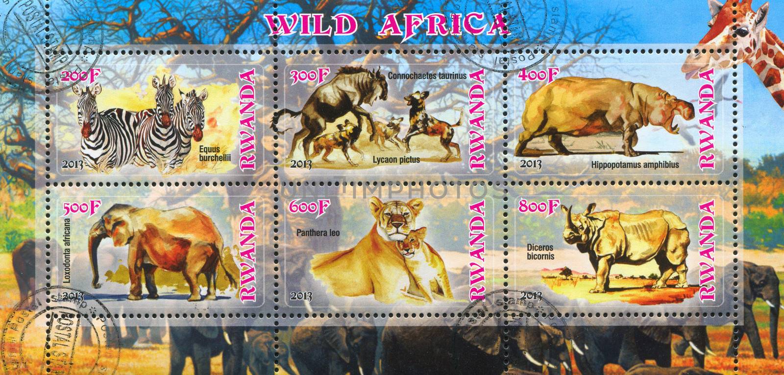 RWANDA - CIRCA 2013: stamp printed by Rwanda, shows african animals, circa 2013