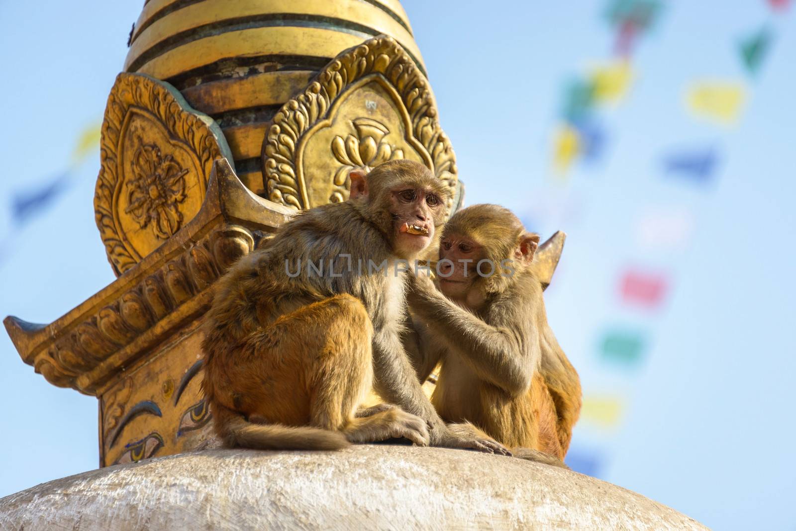 Two macaques on top of chorten in Swayambhunath, Kathmandu, Nepal