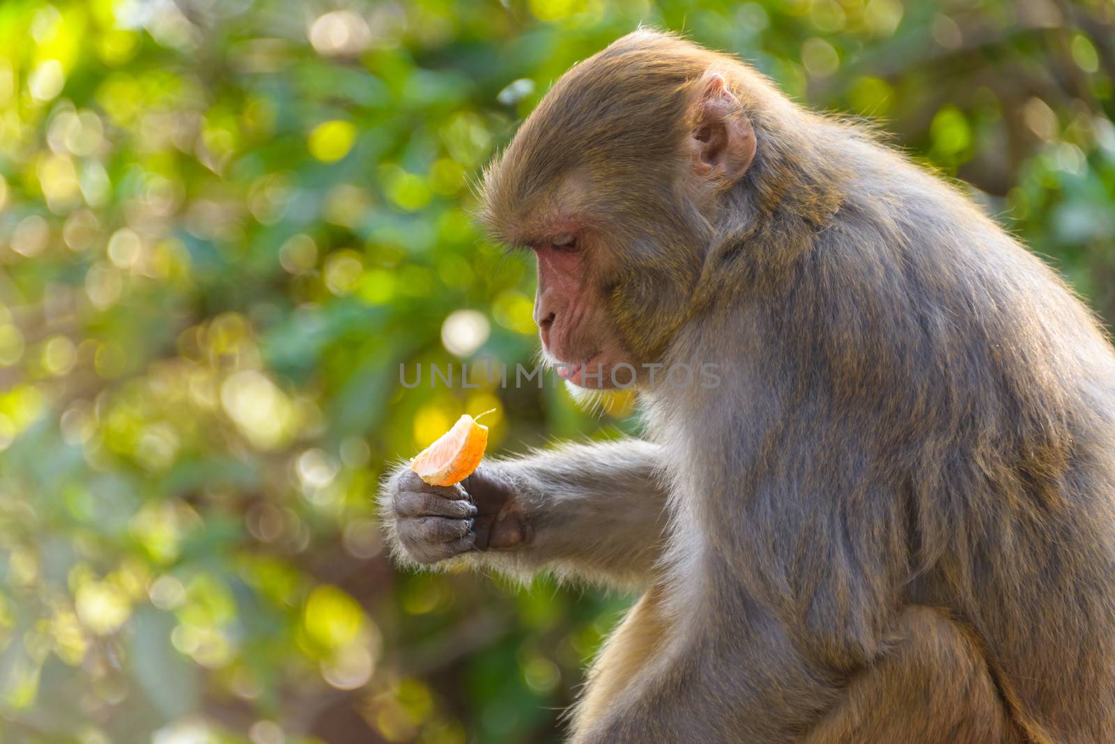 Macaque monkey eating an orange in Kathmandu, Nepal