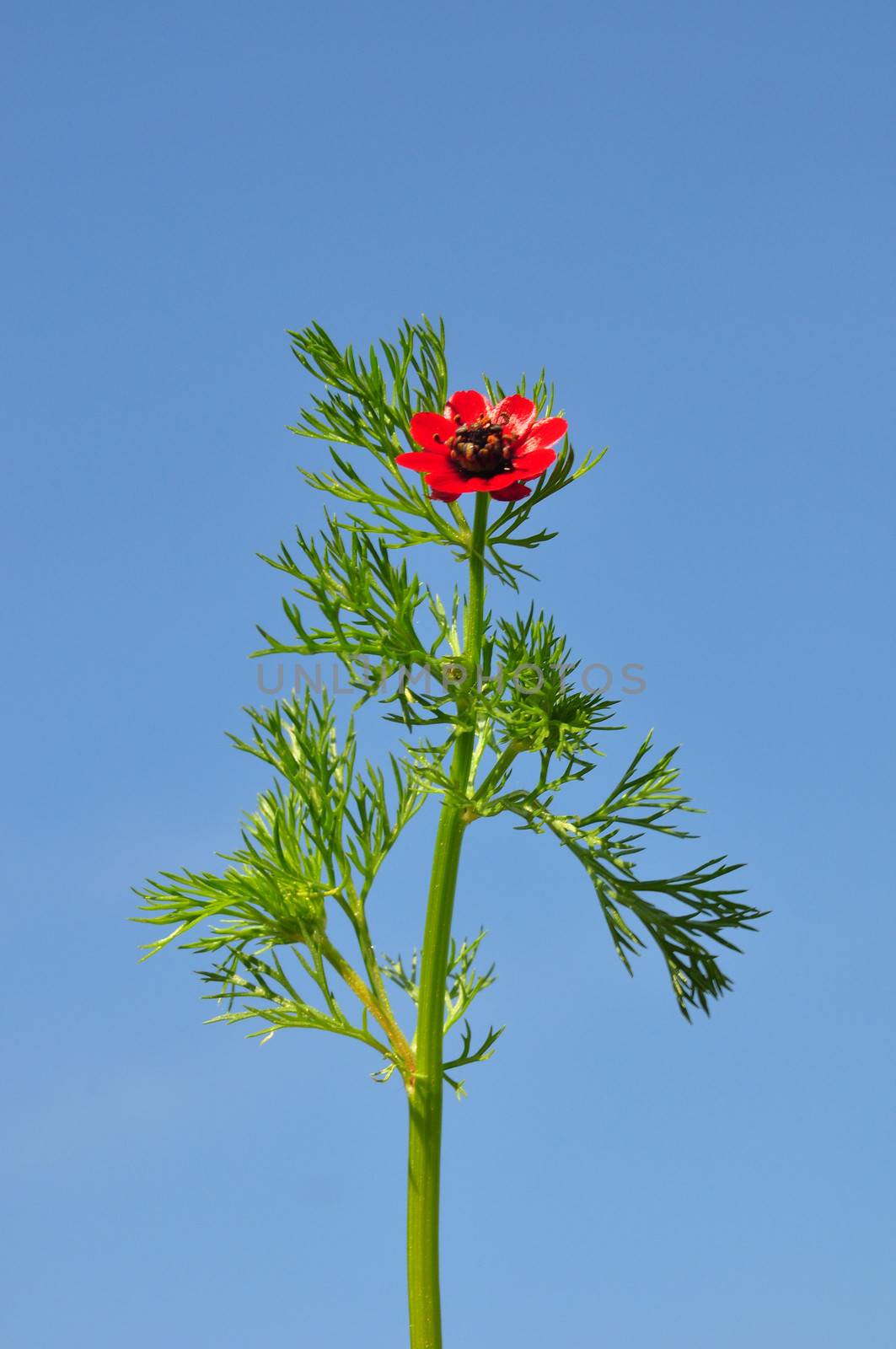 Pheasant's eye (Adonis flammea)