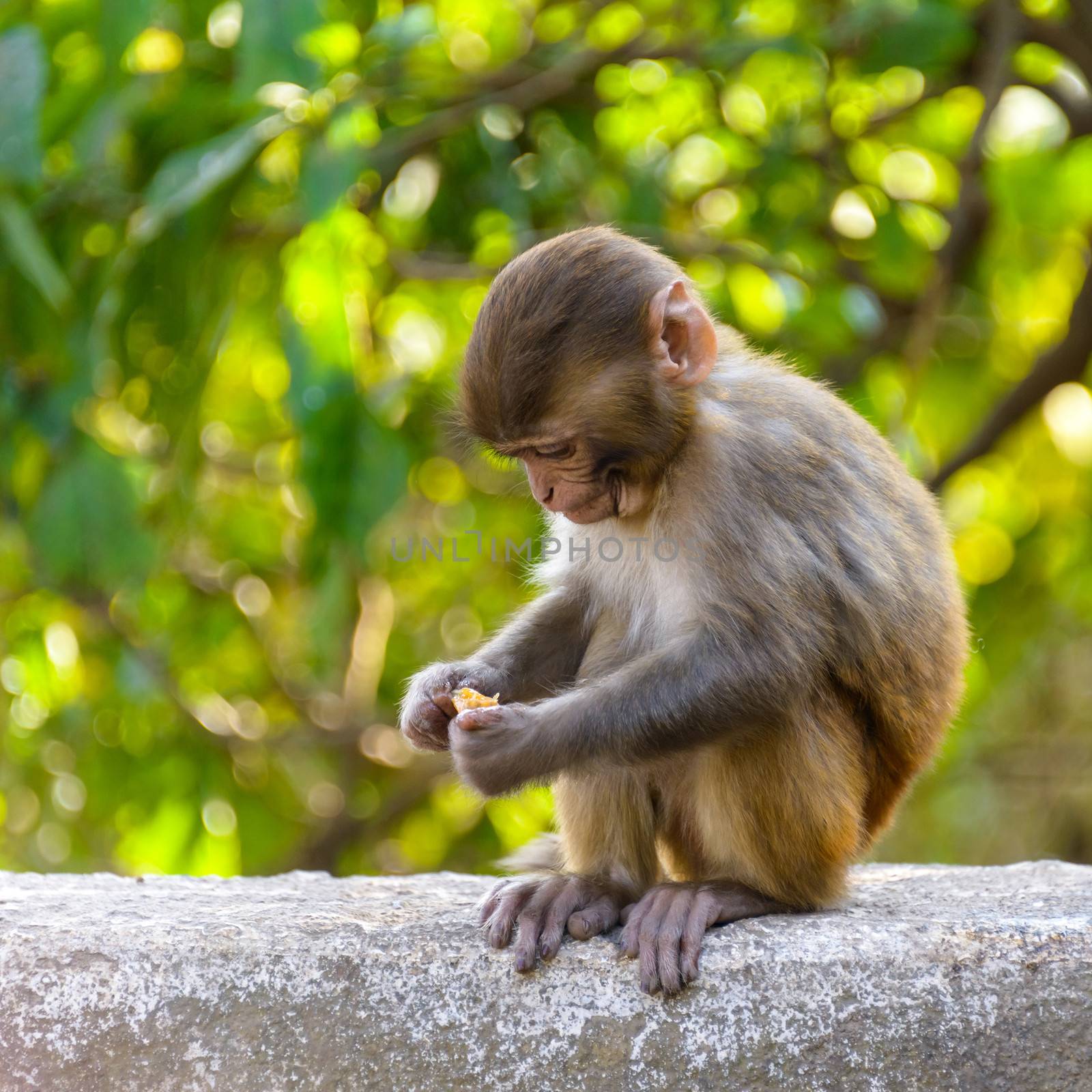 A baby macaque eating an orange in Swayambhunath, Kathmandu, Nepal