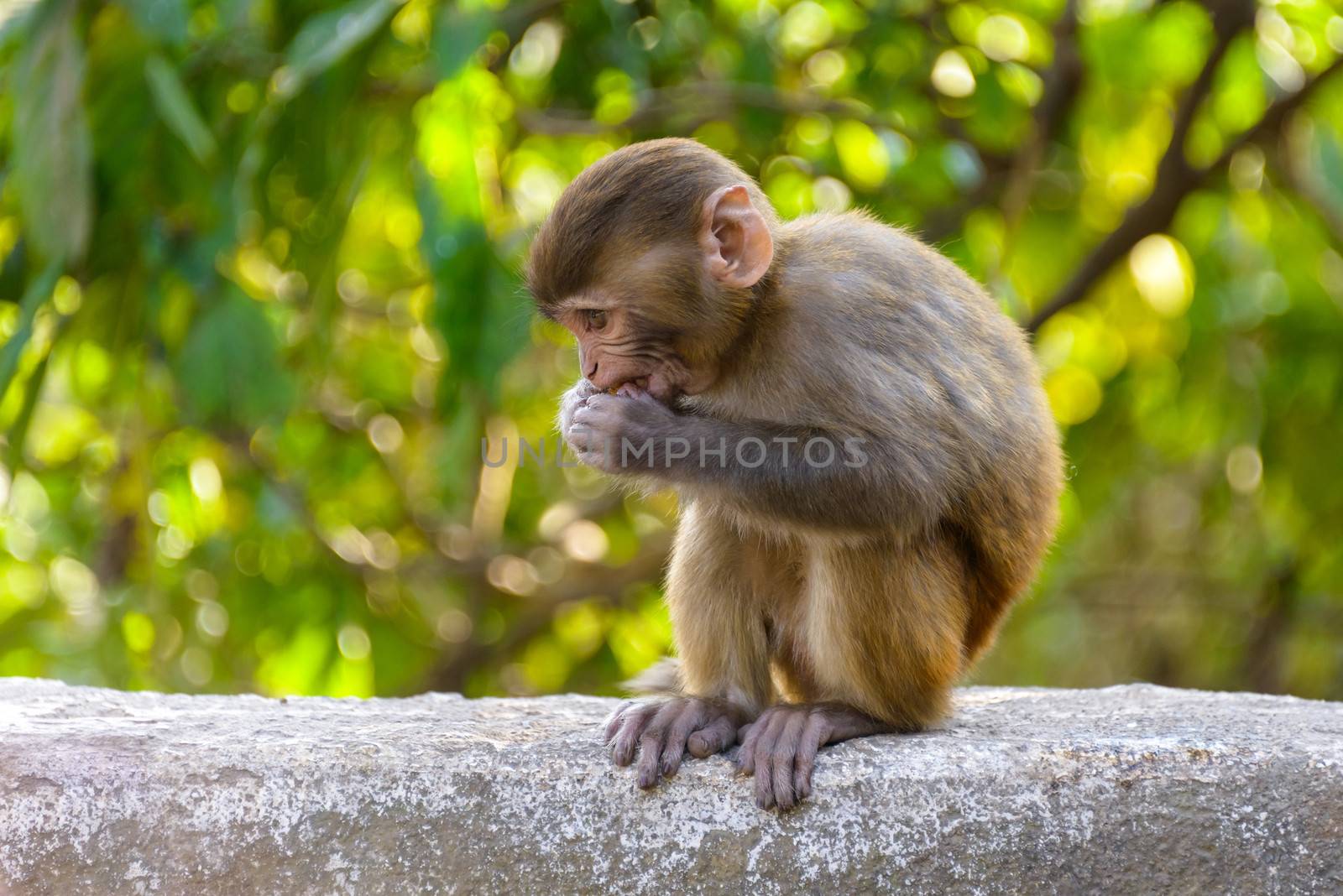 A baby macaque eating an orange in Swayambhunath, Kathmandu, Nepal