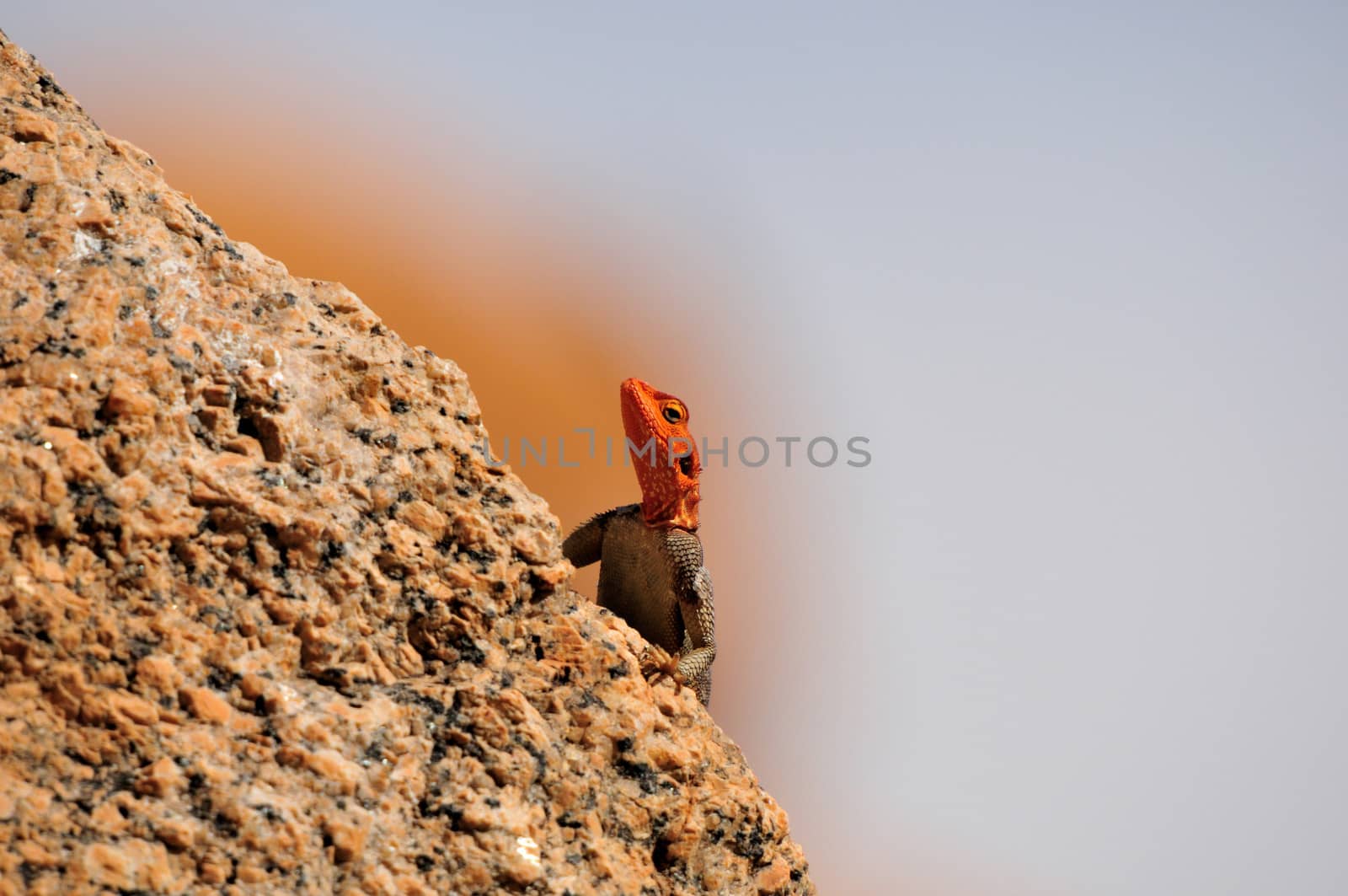 Agama planiceps at the greater Spitzkoppe, Namibia