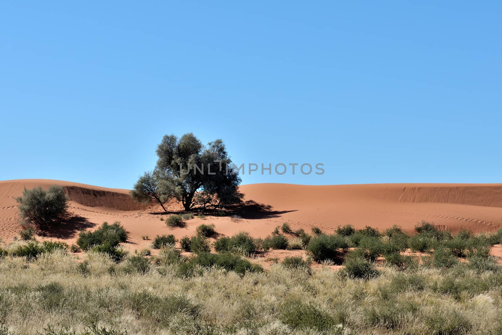 A farm scene in the Kalahari Desert in Namibia