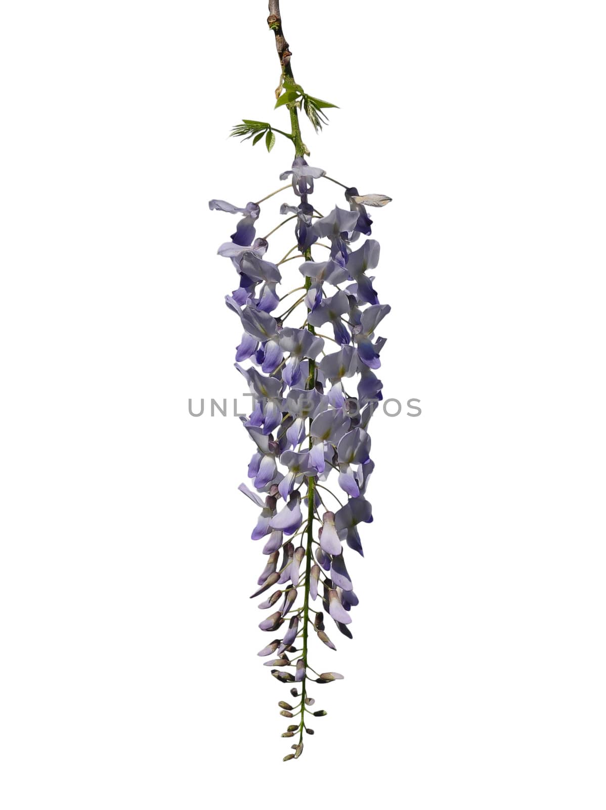 Chinese wisteria (Wisteria sinensis) by rbiedermann