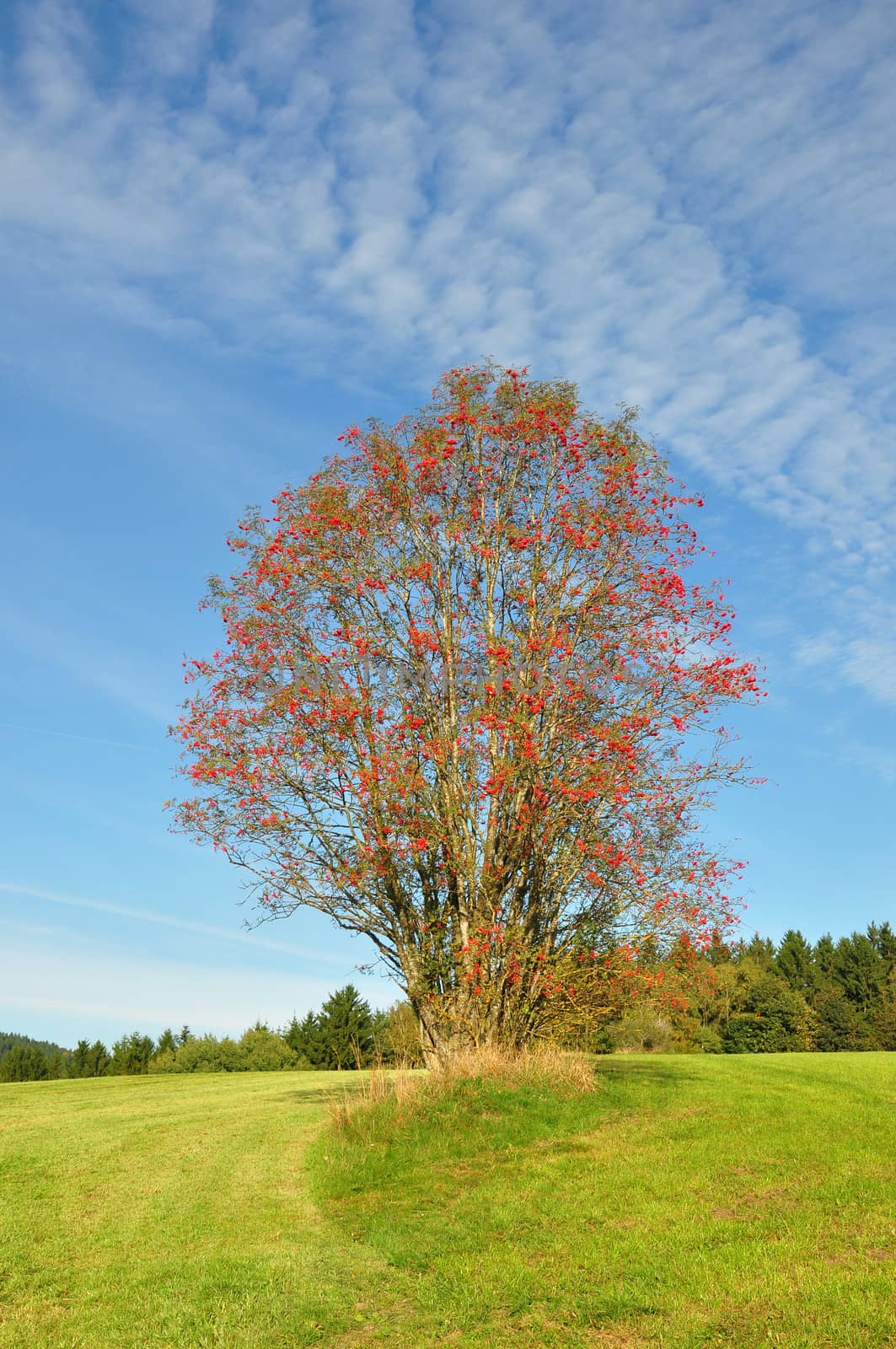 Rowan (Sorbus aucuparia) by rbiedermann