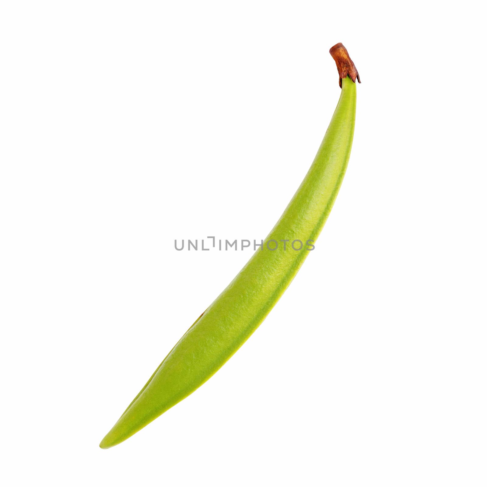 High quality image of a bean pod  isolated on white with clipping path
