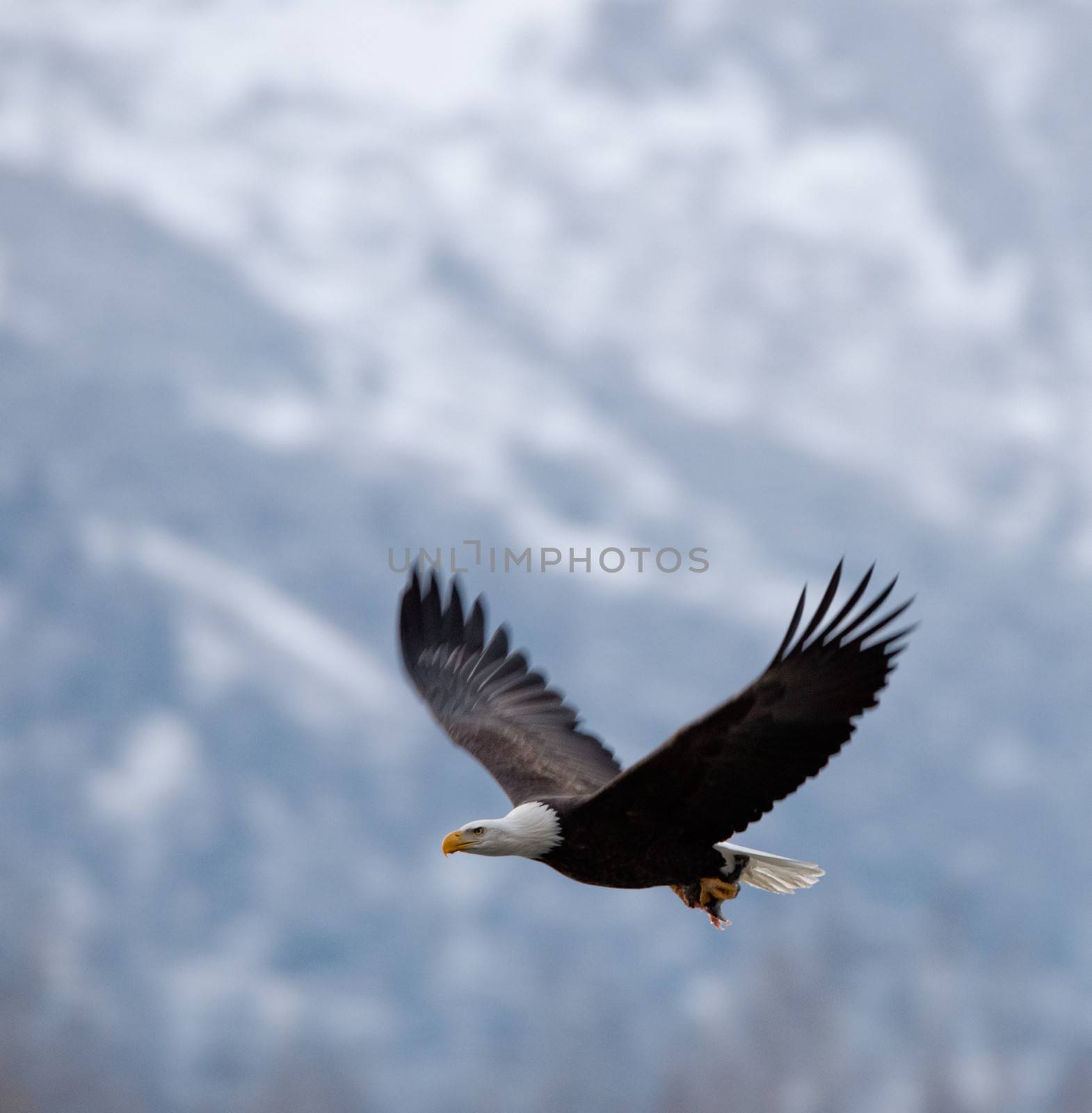 Flying bald eagle by SURZ