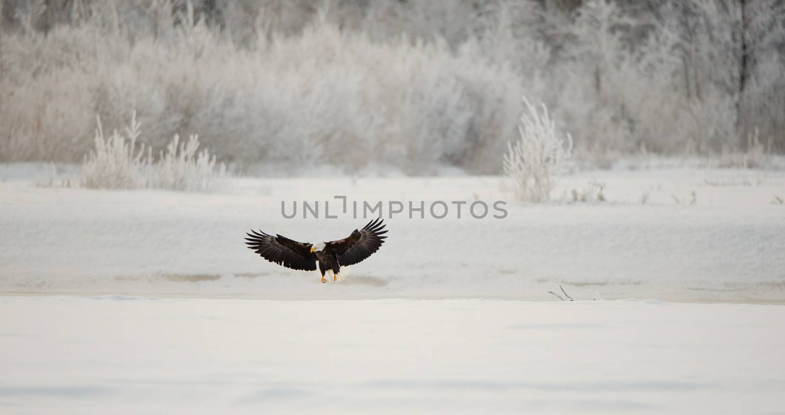 Landing Bald Eagle ( Haliaeetus leucocephalus ). 