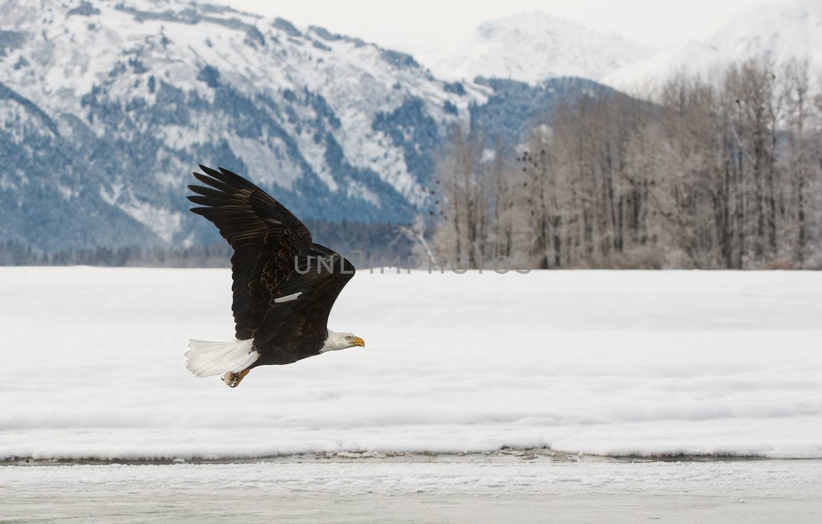 flying bald eagle ( Haliaeetus leucocephalus ). Against snow-covered mountains