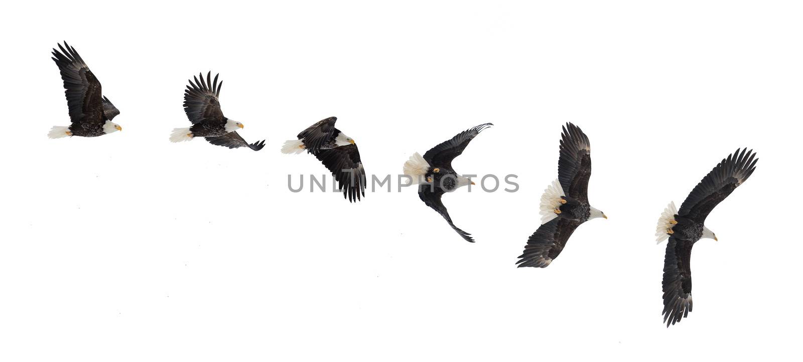 Various phases of a flying  bald eagle ( Haliaeetus leucocephalus ). Isolated white background