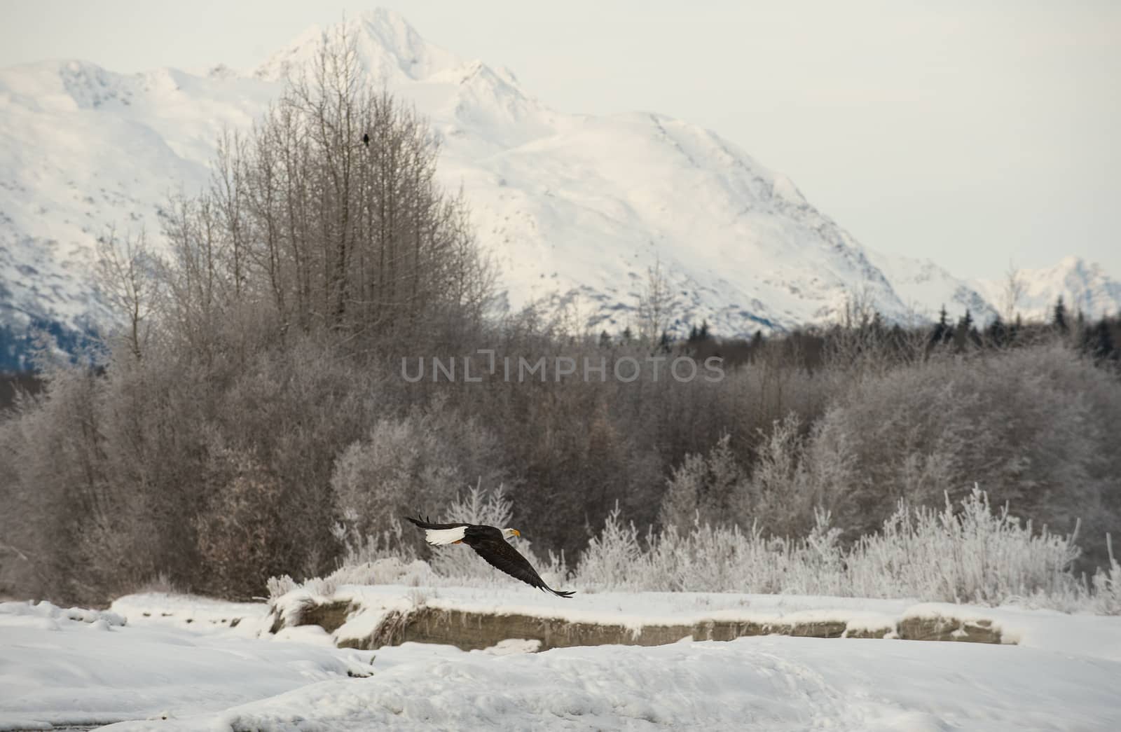 Flying bald eagle by SURZ