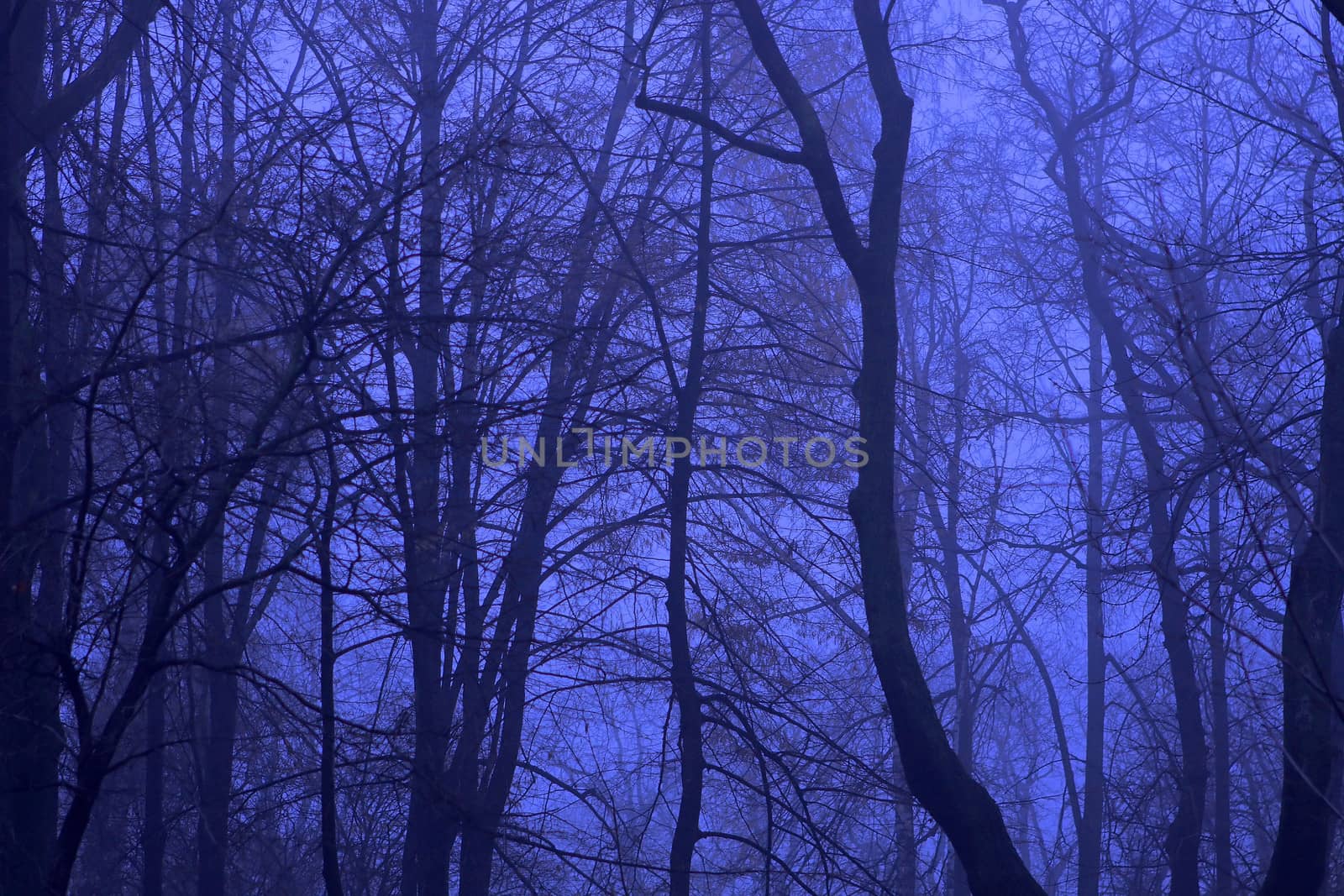 Blue night forest