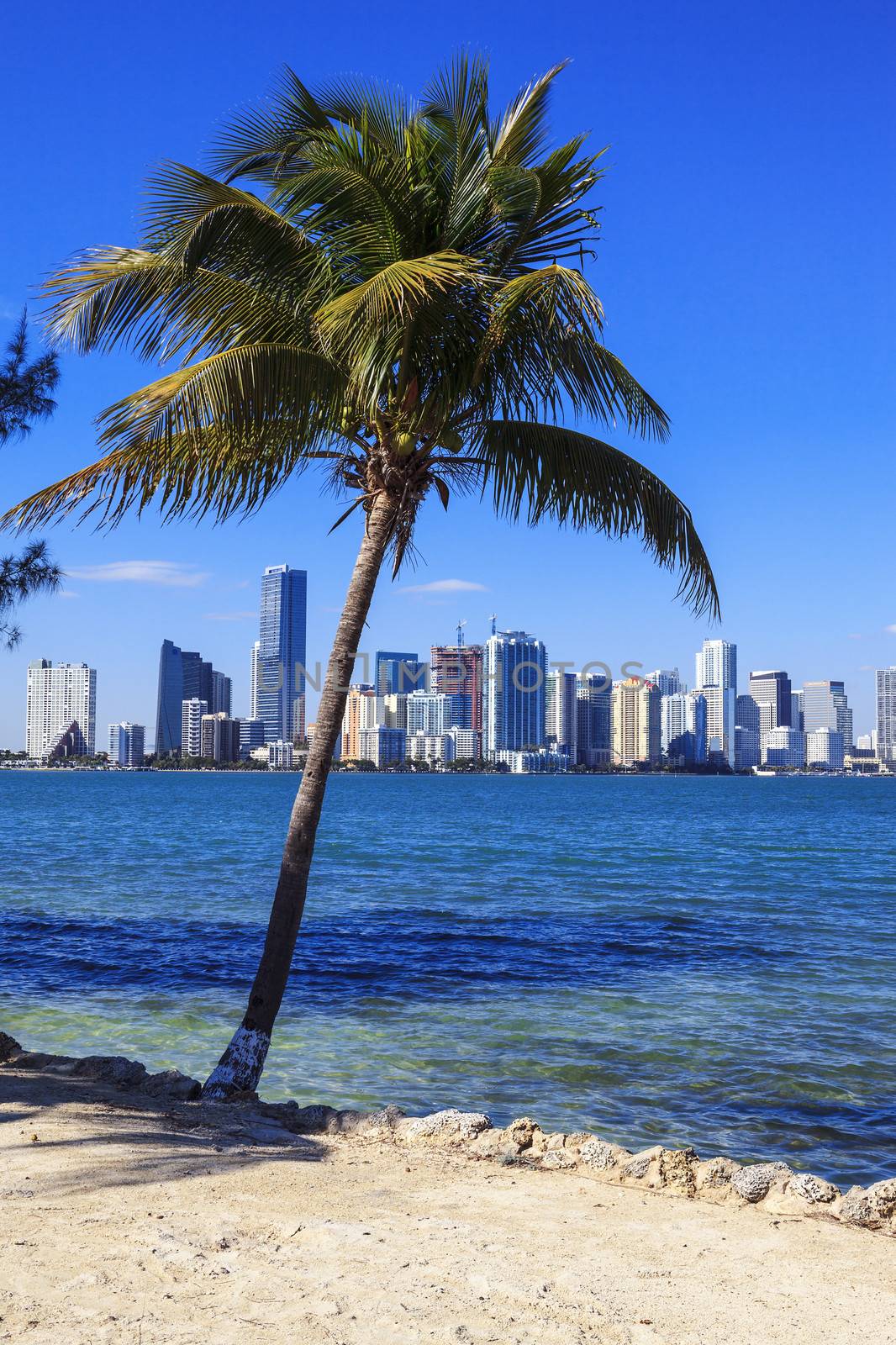Viedw of Miami skyline and palm tree