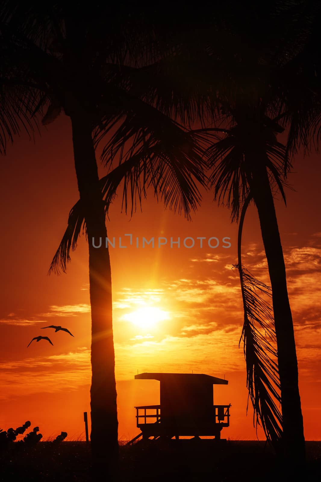Miami South Beach sunrise with lifeguard tower and palm tree