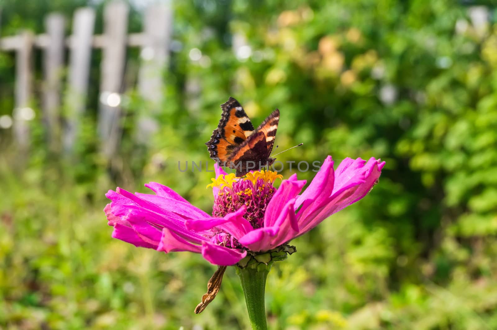 Butterfly on a flower in the garden by Arkady