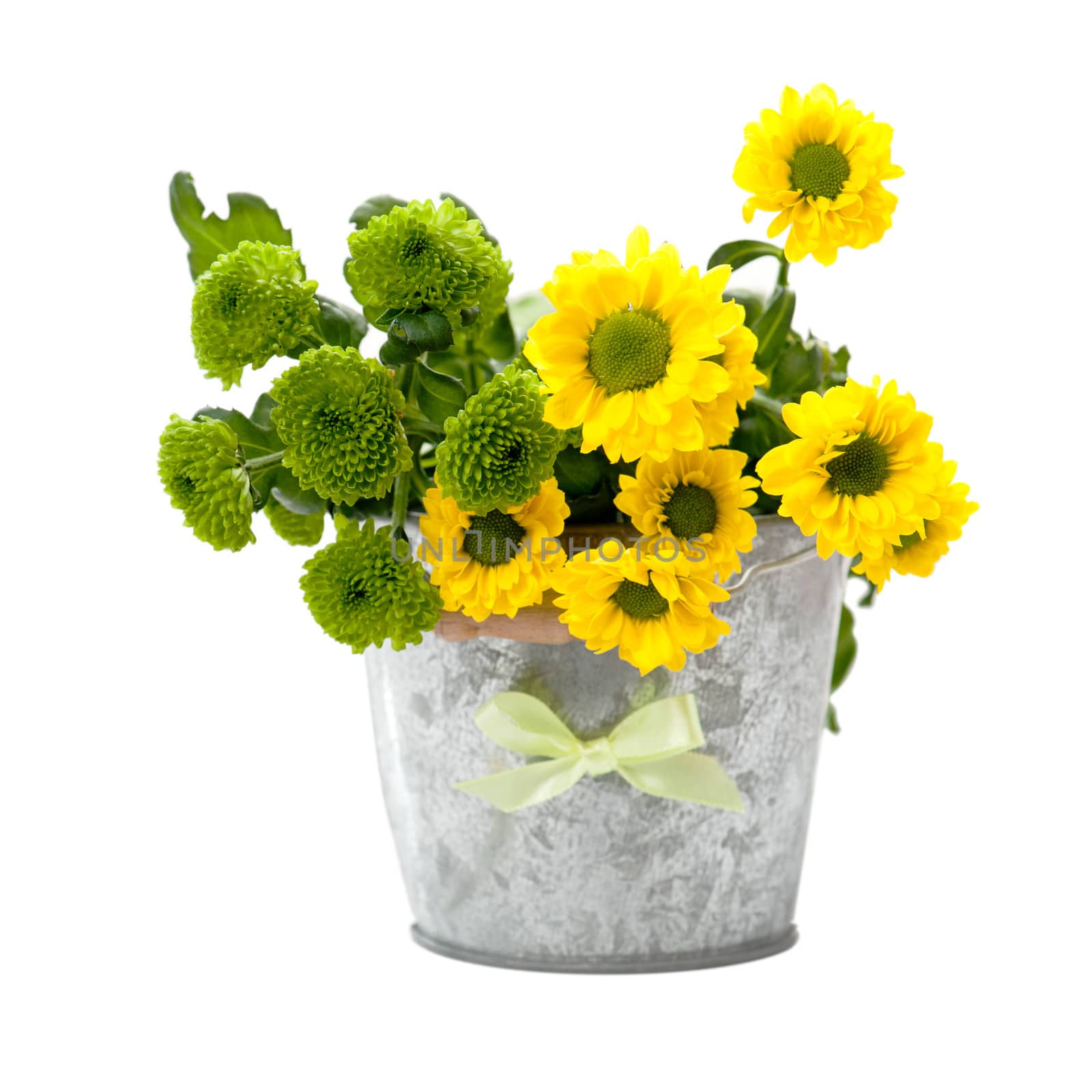 Yellow and green flowers in a tin bucket isolated on white