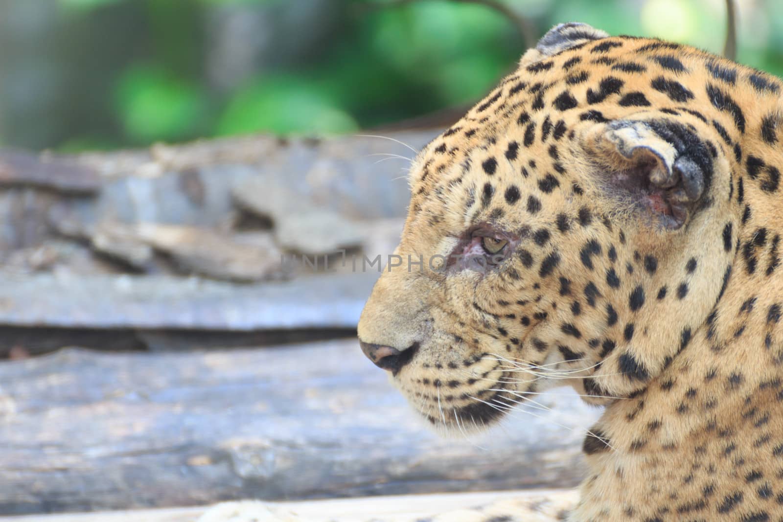 Jaguar imprisonment in thailand zoo