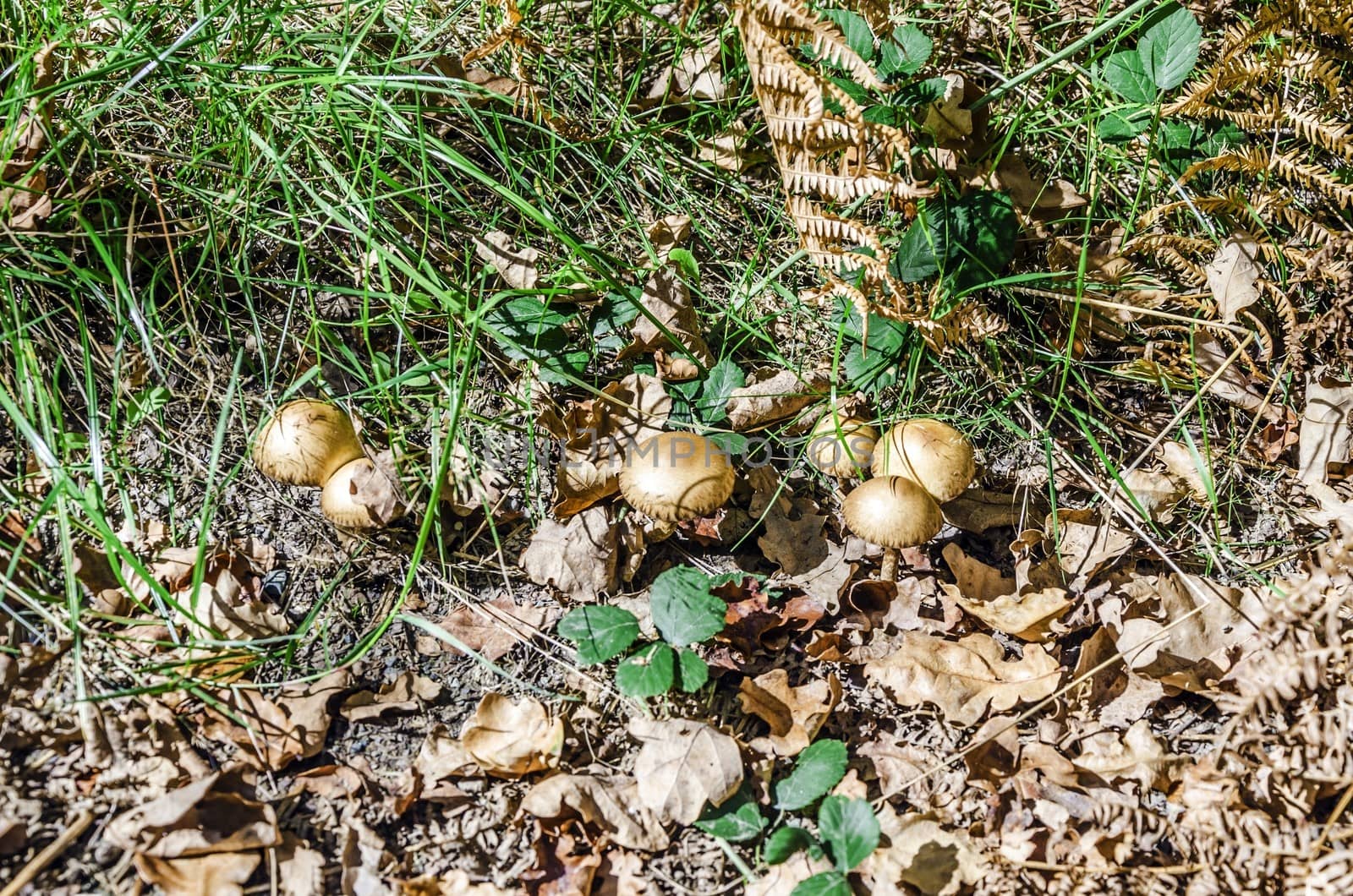 Mushrooms in the forest of Navarra in Spain