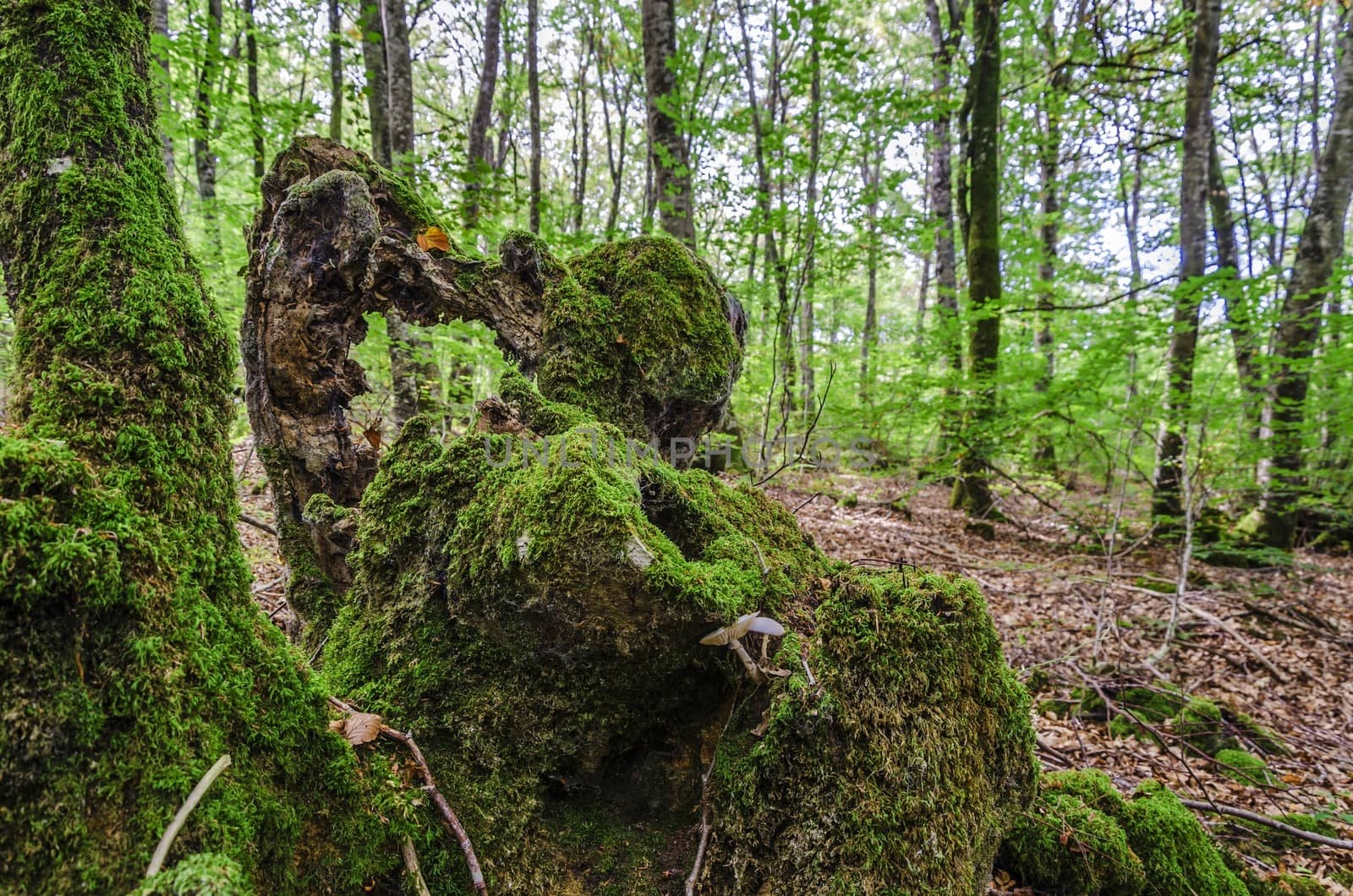 Stump in the forest, covered with moss and mushroom.