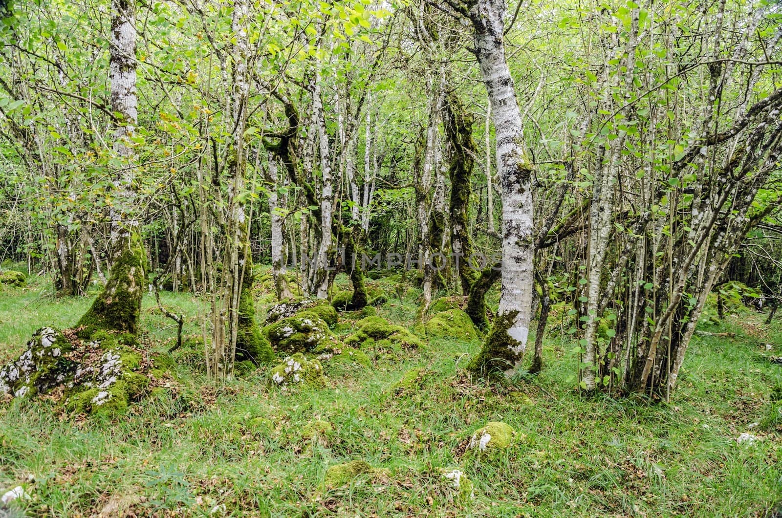 Inside the green forest in Spain.