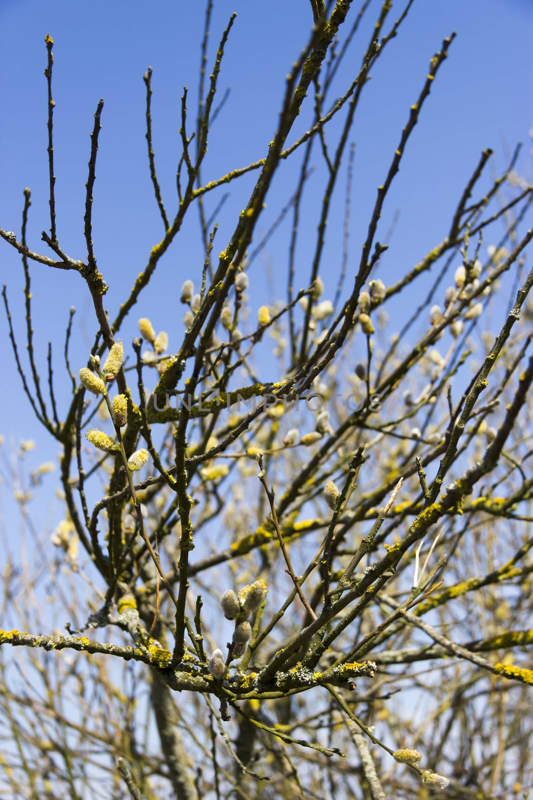 group of spring pussy-willow branches on blue sky background by Tetyana