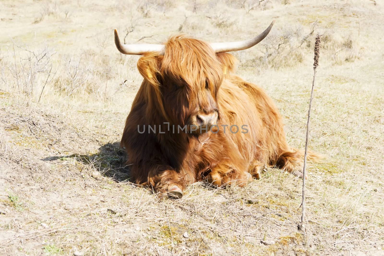 Cattle scottish Highlanders, Zuid Kennemerland, Netherlands