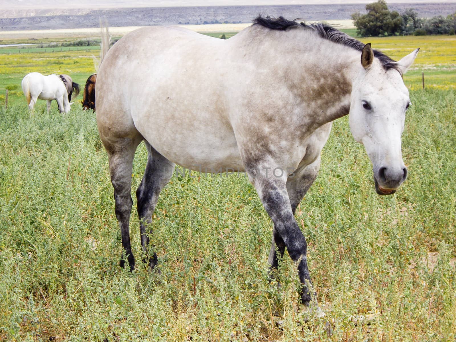 White pony in a Montana pasture