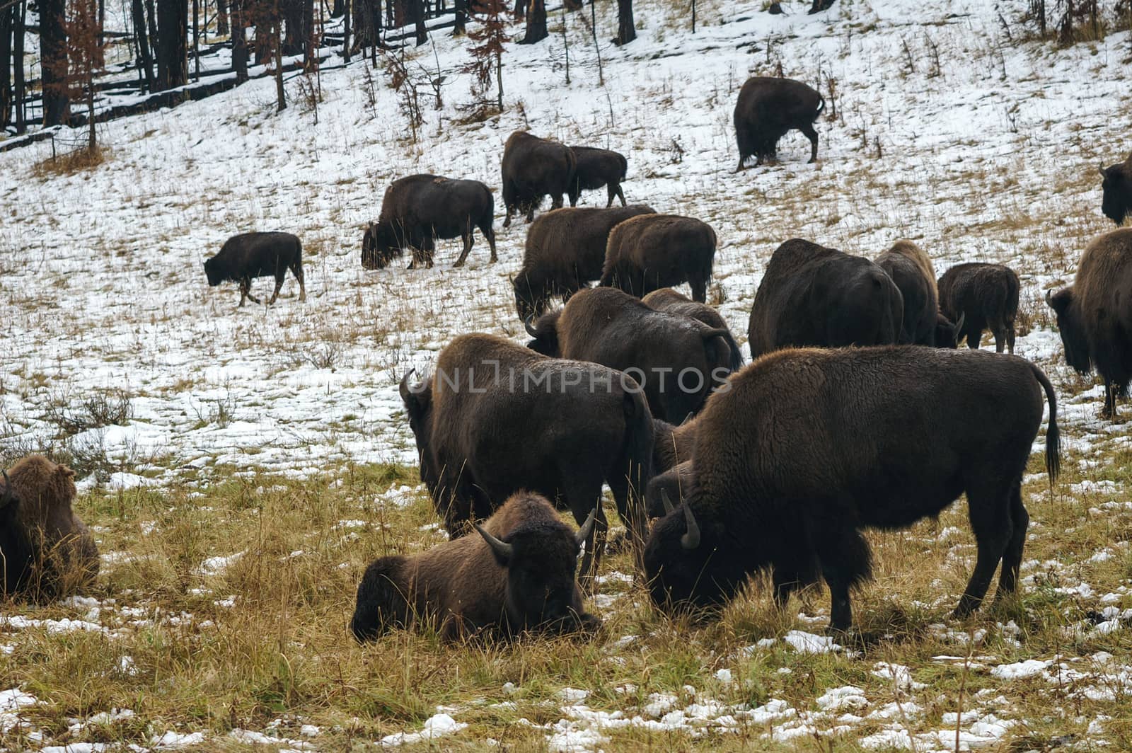Bison grazing in Yellowstone Winter