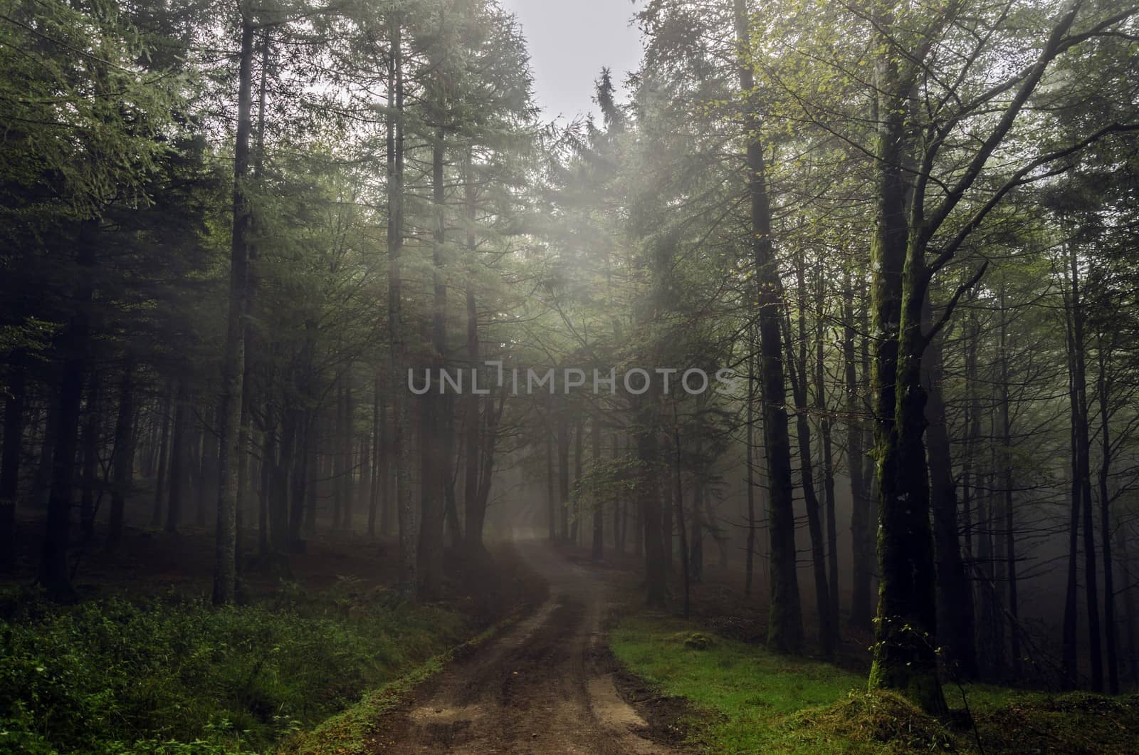 Mystic forest by TilyoRusev