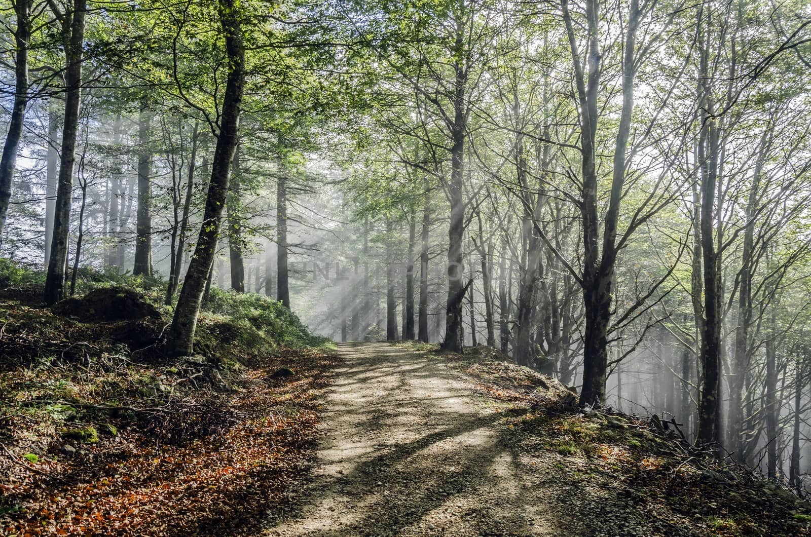 Into the mystic forest of Navarra in Spain.