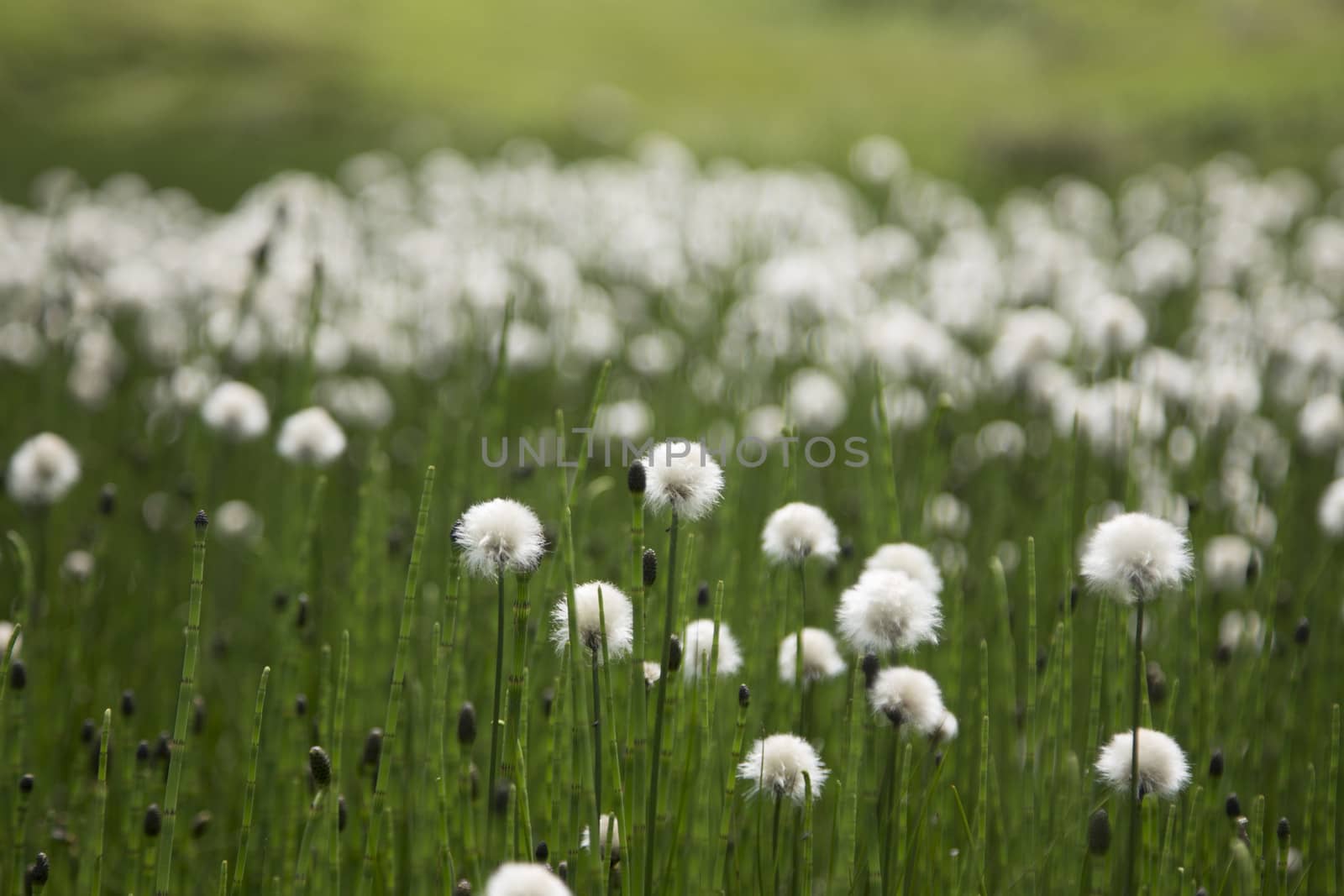 Very sunny meadow in the high mountains